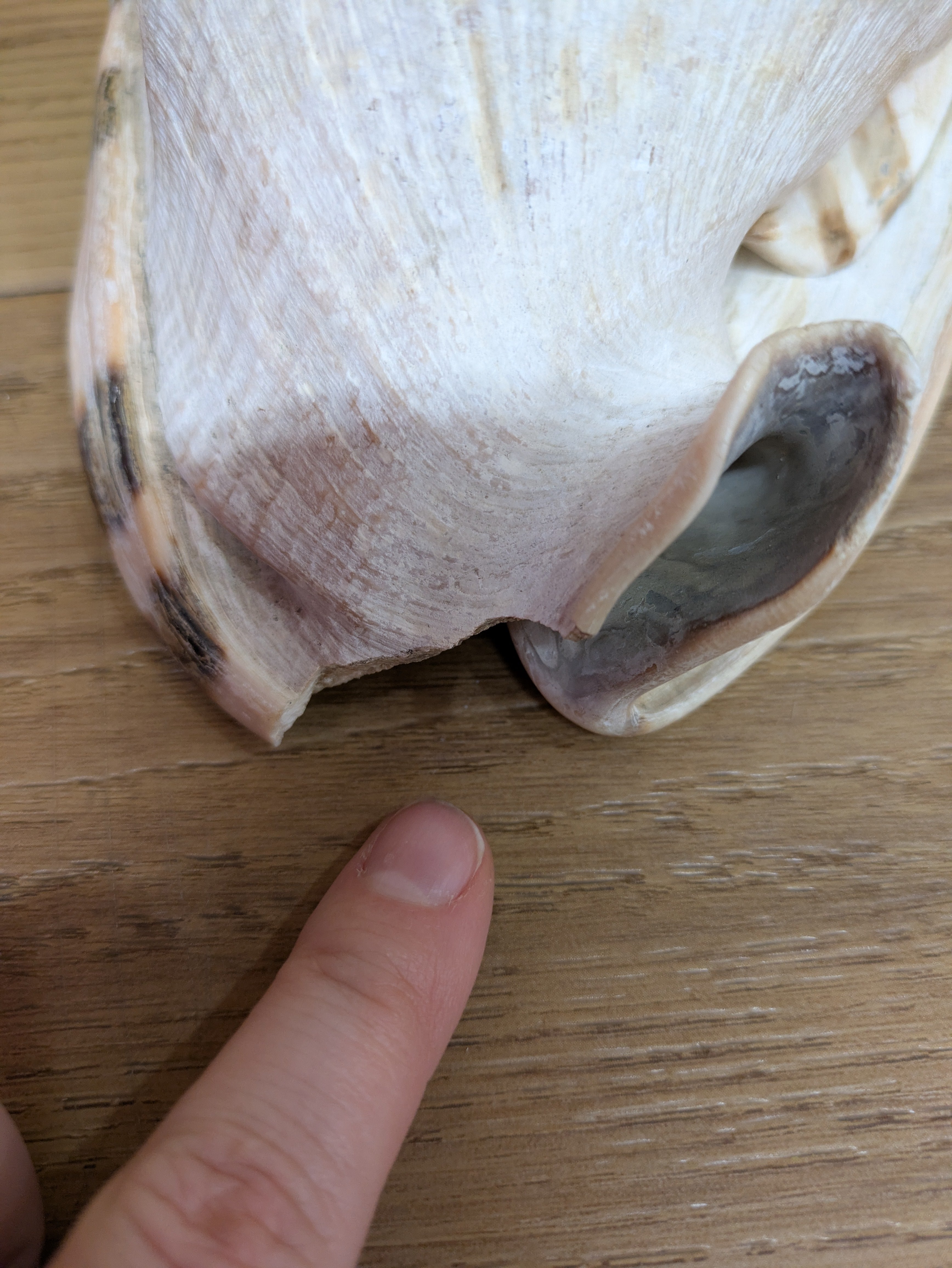 Medium Sized Conch Shell