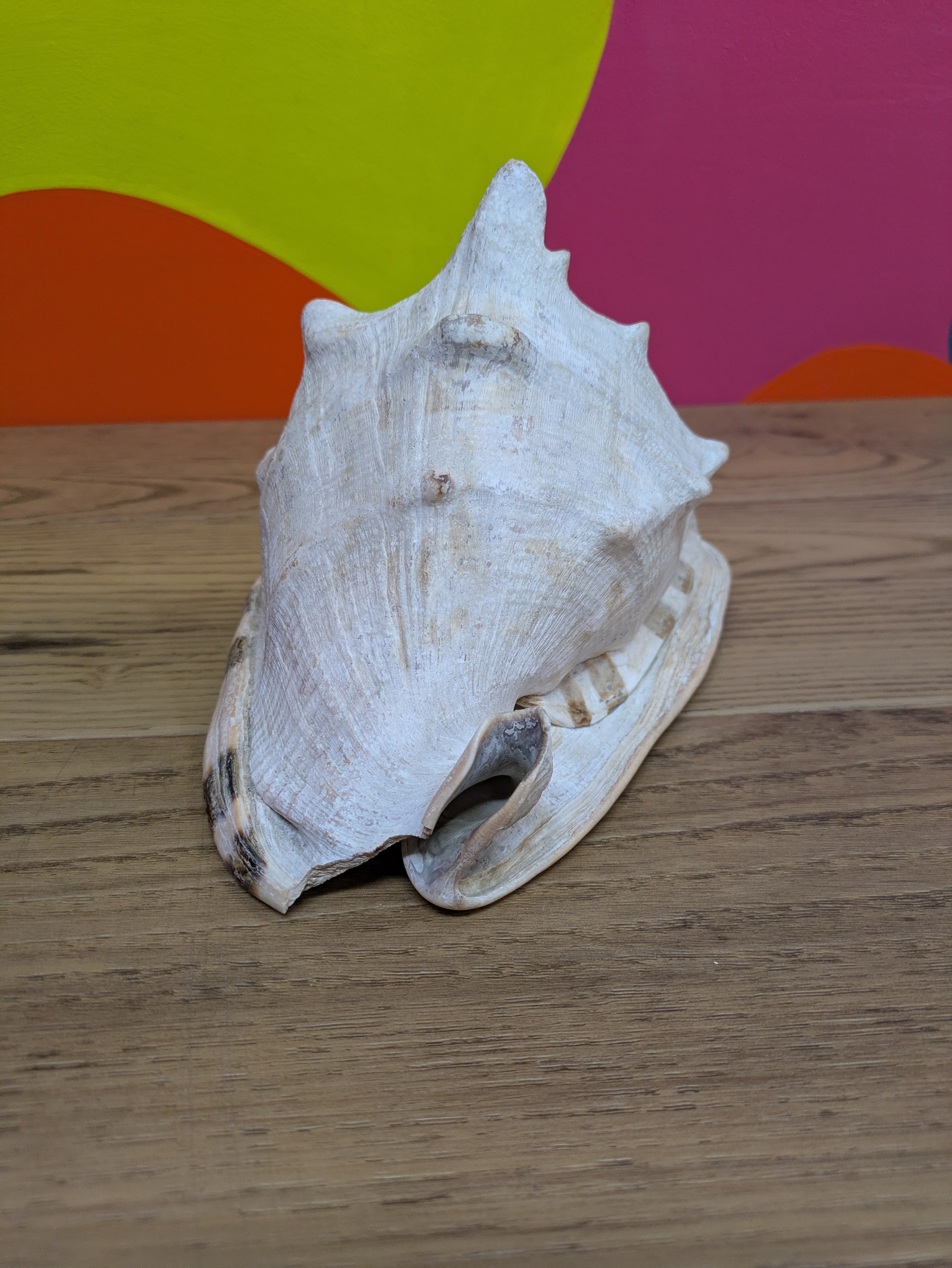 Medium Sized Conch Shell