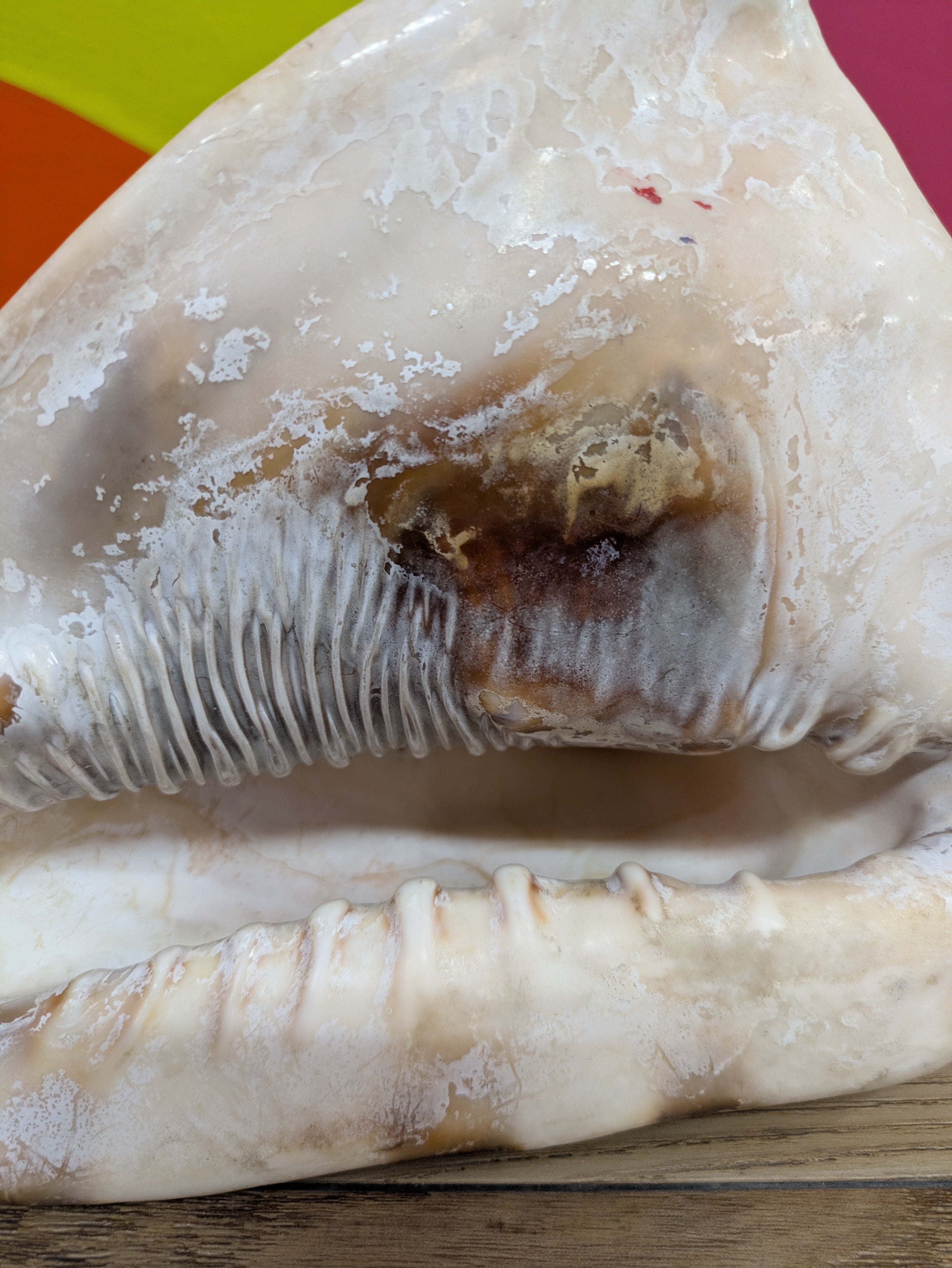 Medium Sized Conch Shell