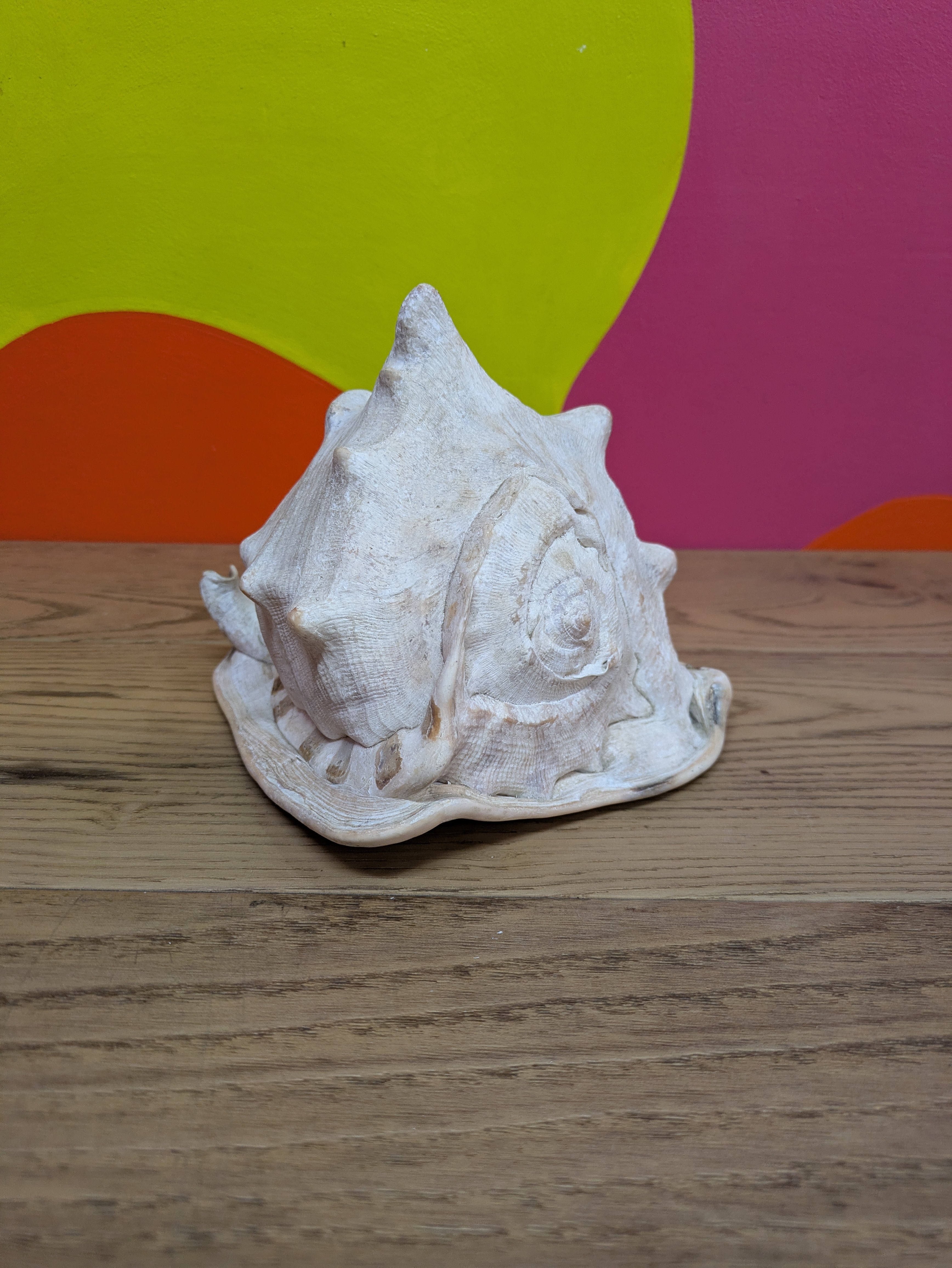 Medium Sized Conch Shell