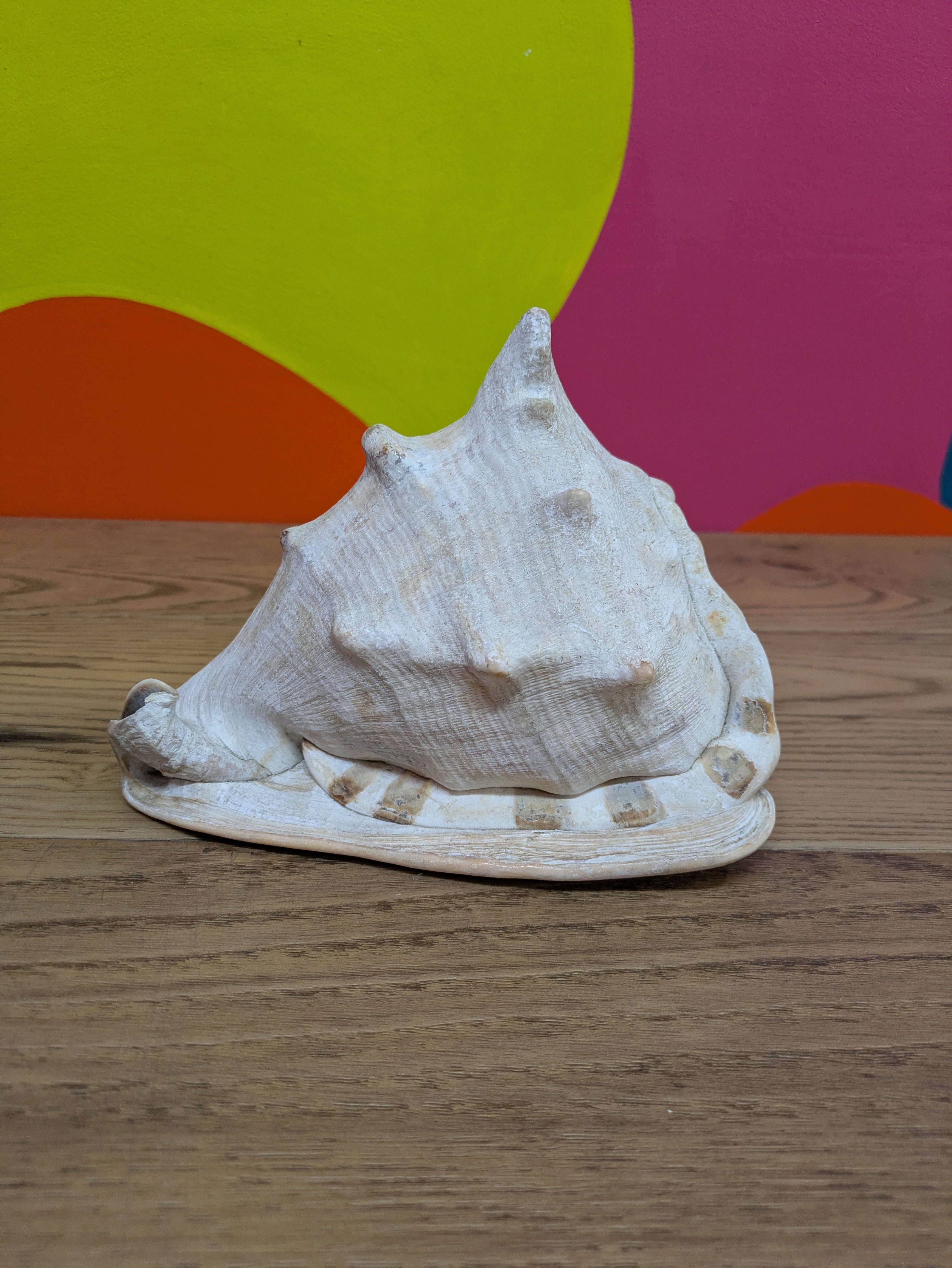 Medium Sized Conch Shell