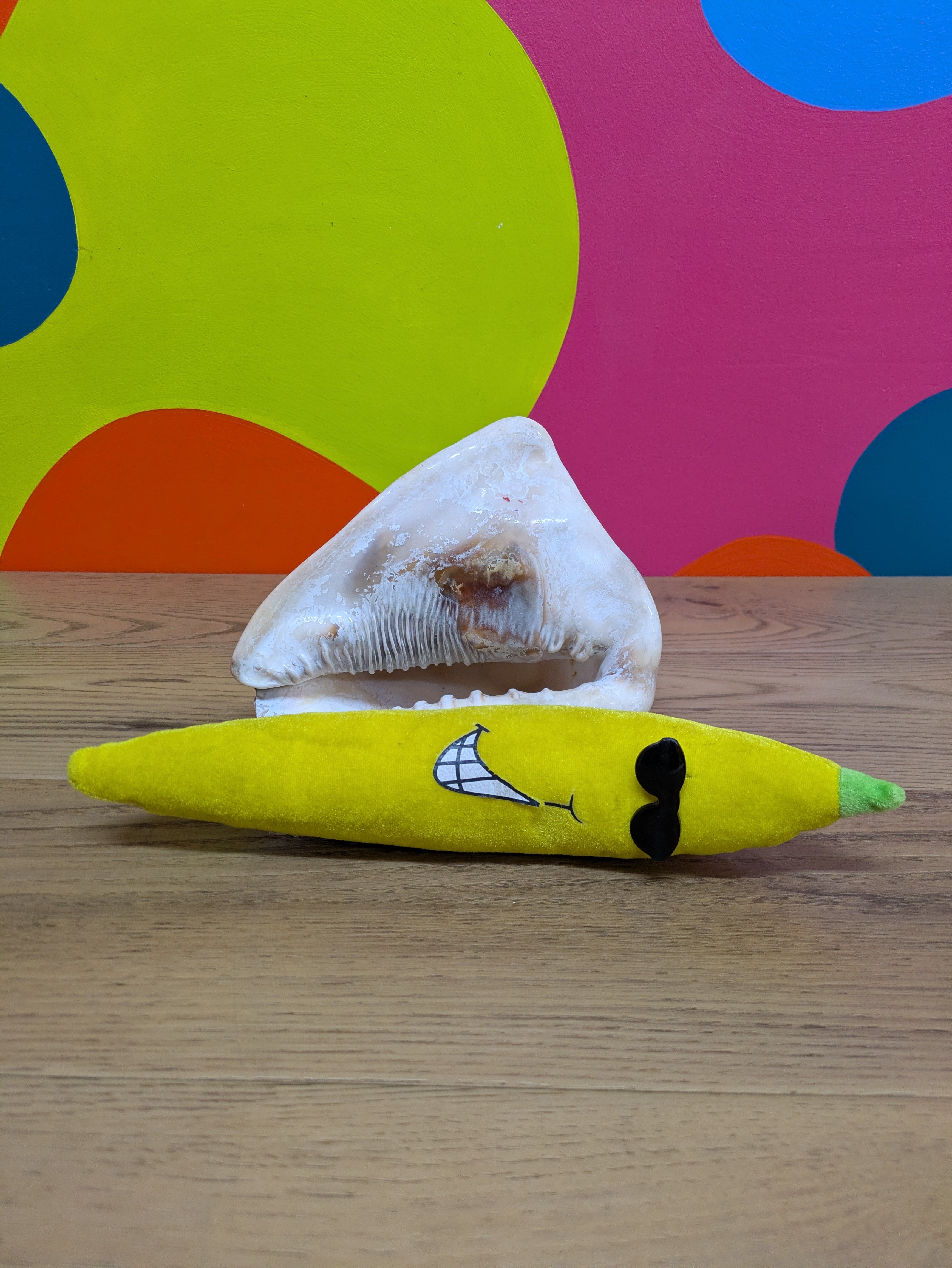 Medium Sized Conch Shell