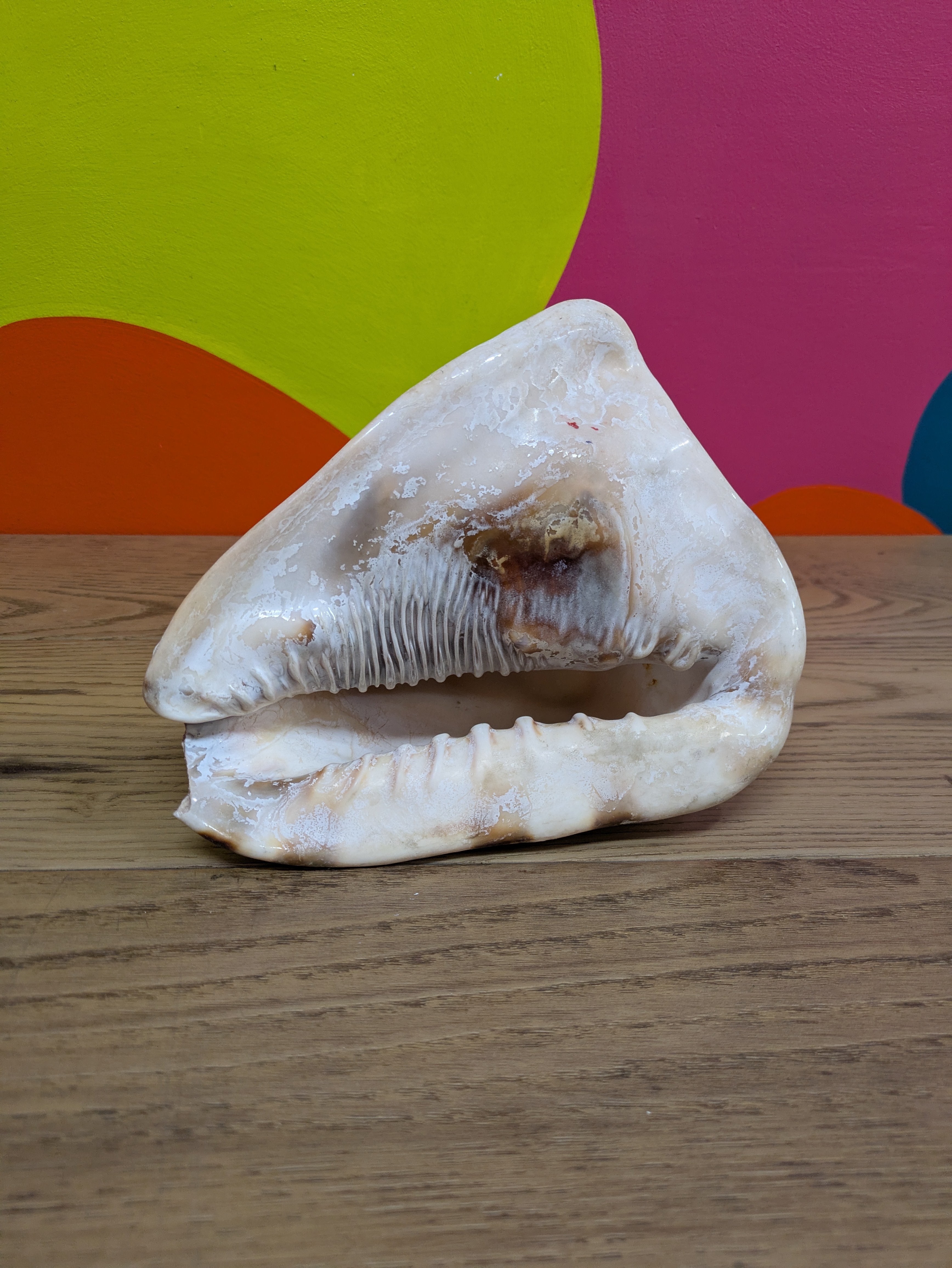 Medium Sized Conch Shell