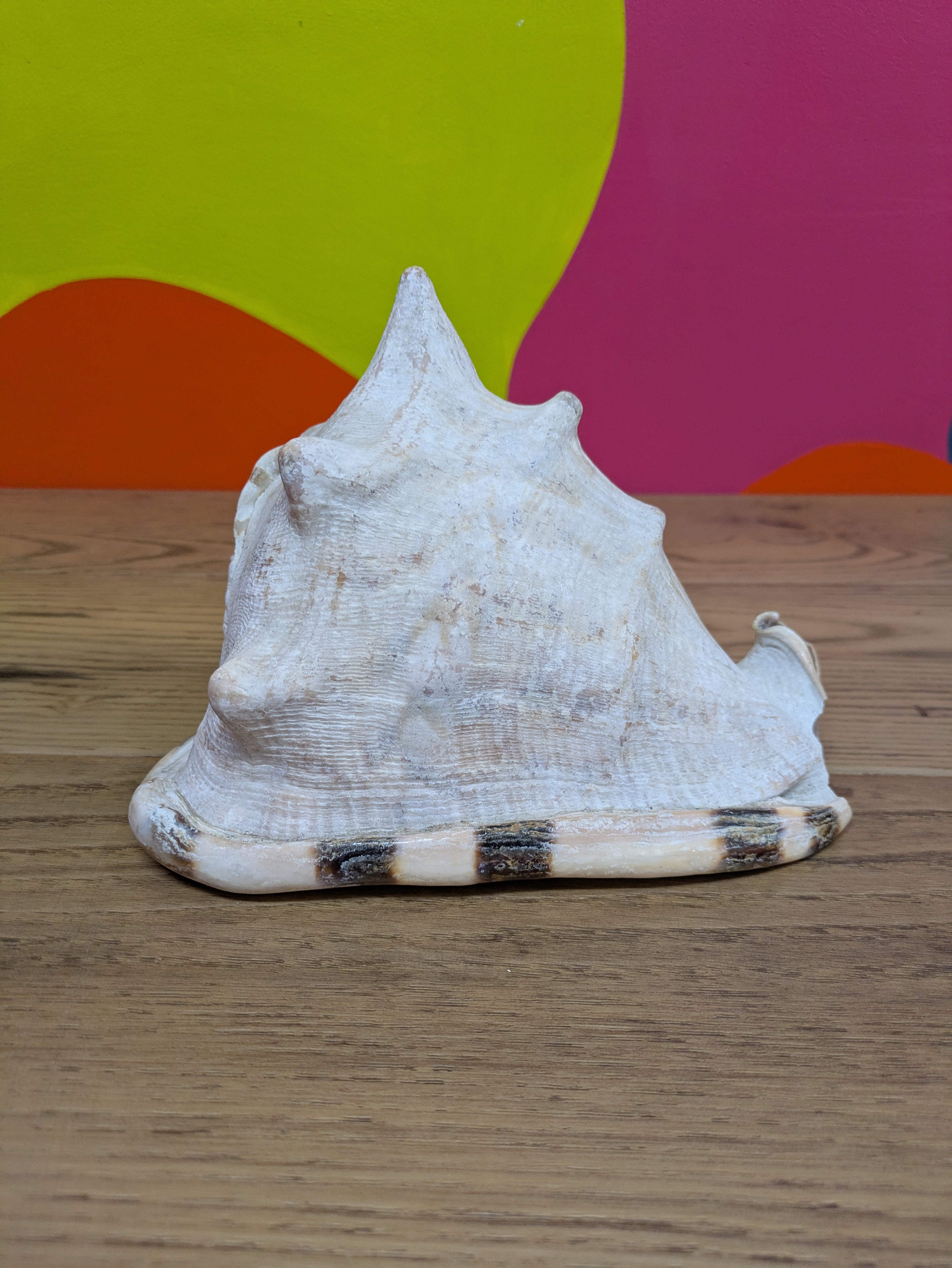 Medium Sized Conch Shell