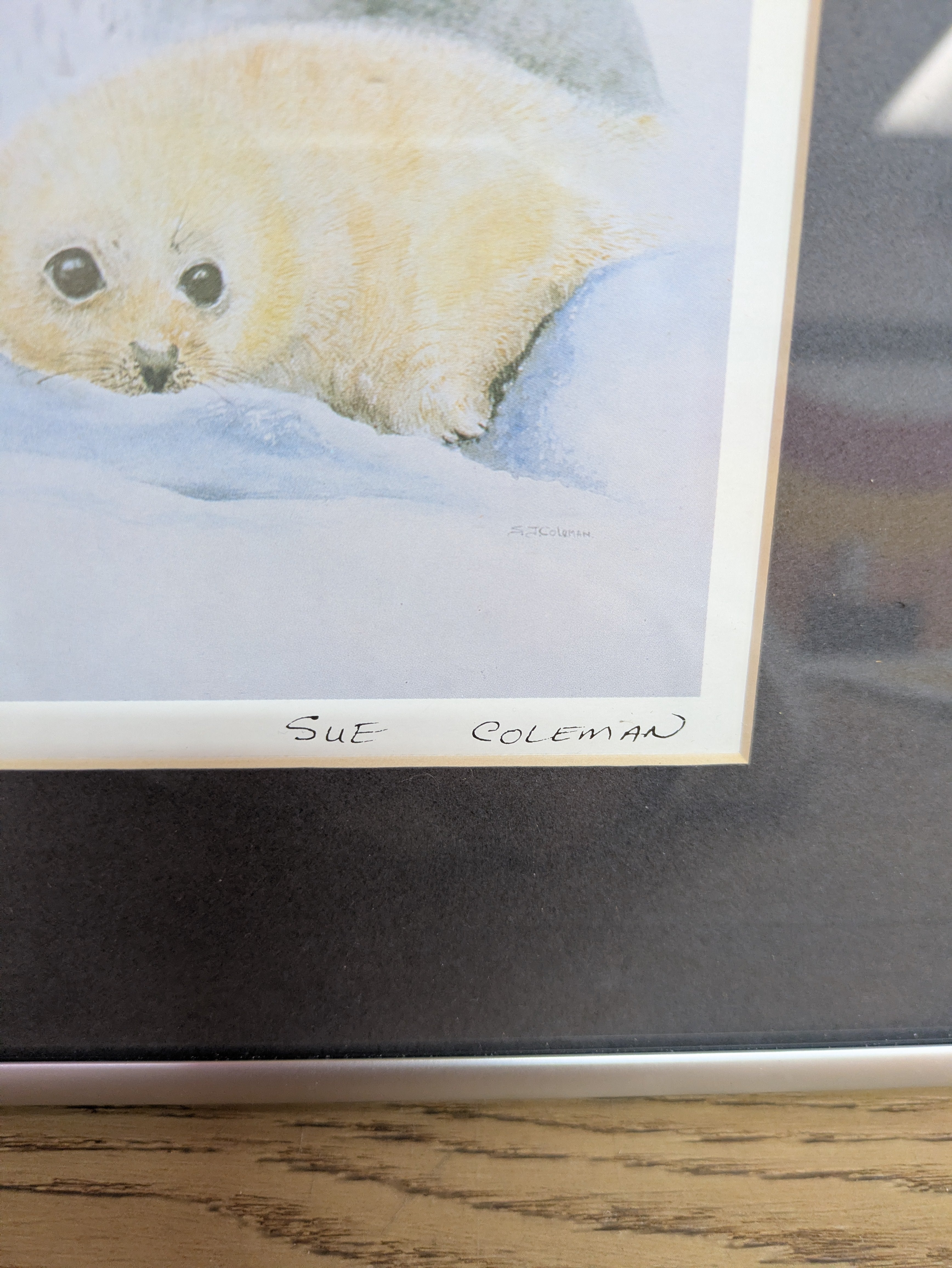 The Seal By Sue Coleman